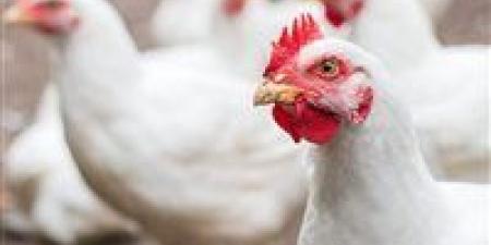 هبوط
أسعار
الدواجن
والبيض
في
الأسواق
المصرية
اليوم
الأحد - إيجي 24 نيوز