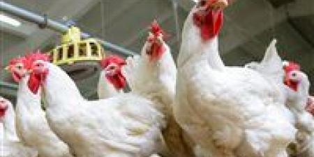 أسعار
الدواجن
اليوم
الأحد
7
ديسمبر
2025
في
مصر..
مفاجأة
بالأسواق - إيجي 24 نيوز