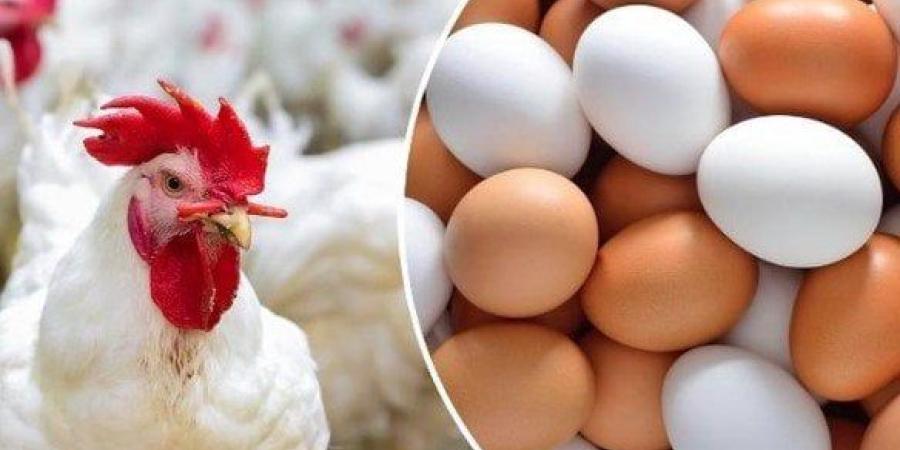الفراخ
      البيضاء
      بكام؟..
      أسعار
      الدواجن
      والبيض
      اليوم
      الأحد
      5
      أكتوبر
      2025 - إيجي 24 نيوز