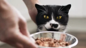 23 ألف دولار أرباح شاب صيني من إطعام القطط خلال عطلة رأس السنة